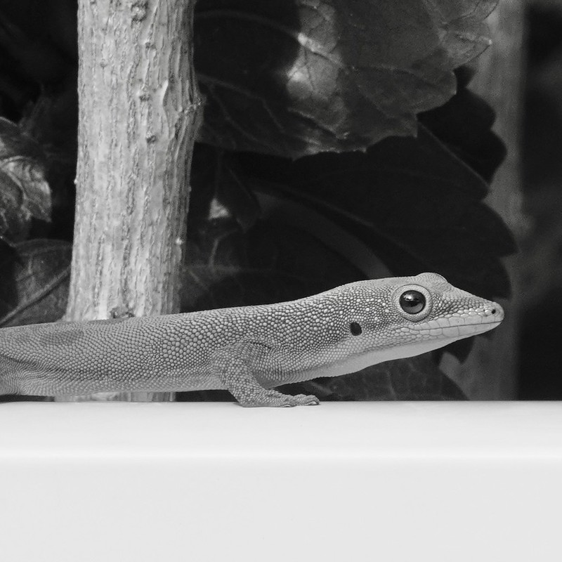 Gecko