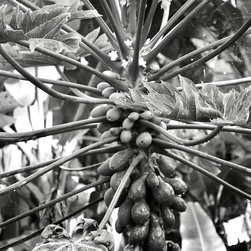 Tropical plant in Kaua'i