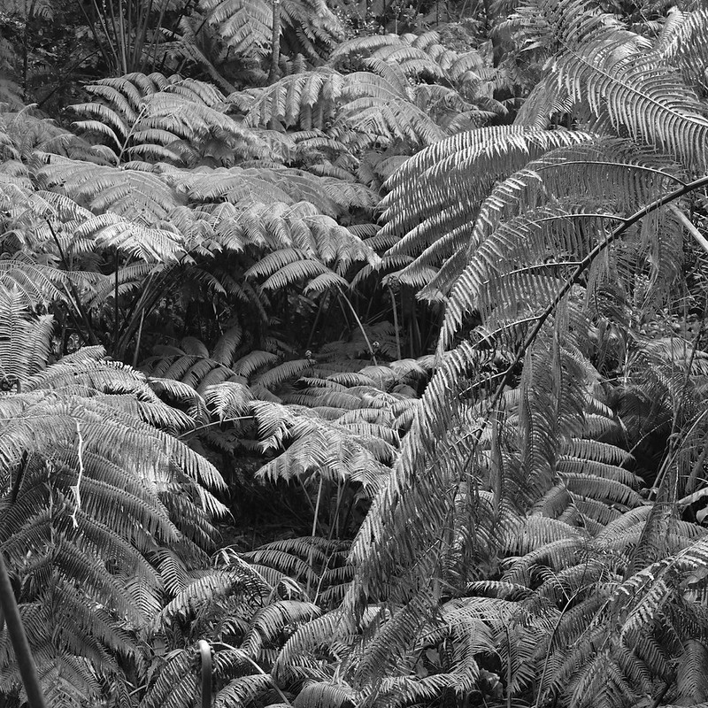 Dense Rainforest in Hawaii