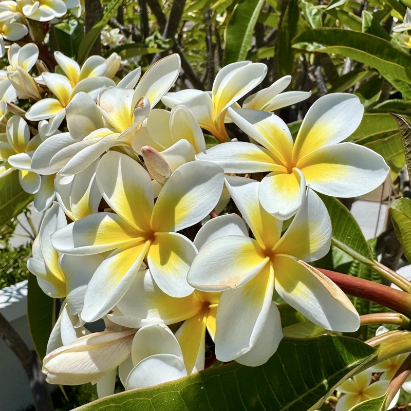 Plumeria flowers